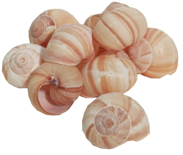 Coquilles escargots Visuel 1 principal